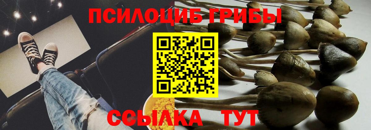 Братск  Псилоцибиновые грибы Psilocybine cubensis  Вход с VPN 